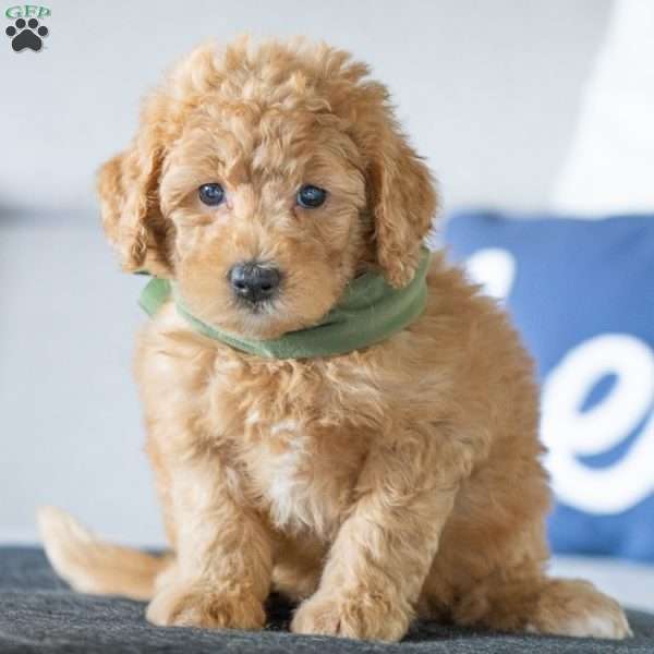 Wendy, Golden Mountain Doodle Puppy